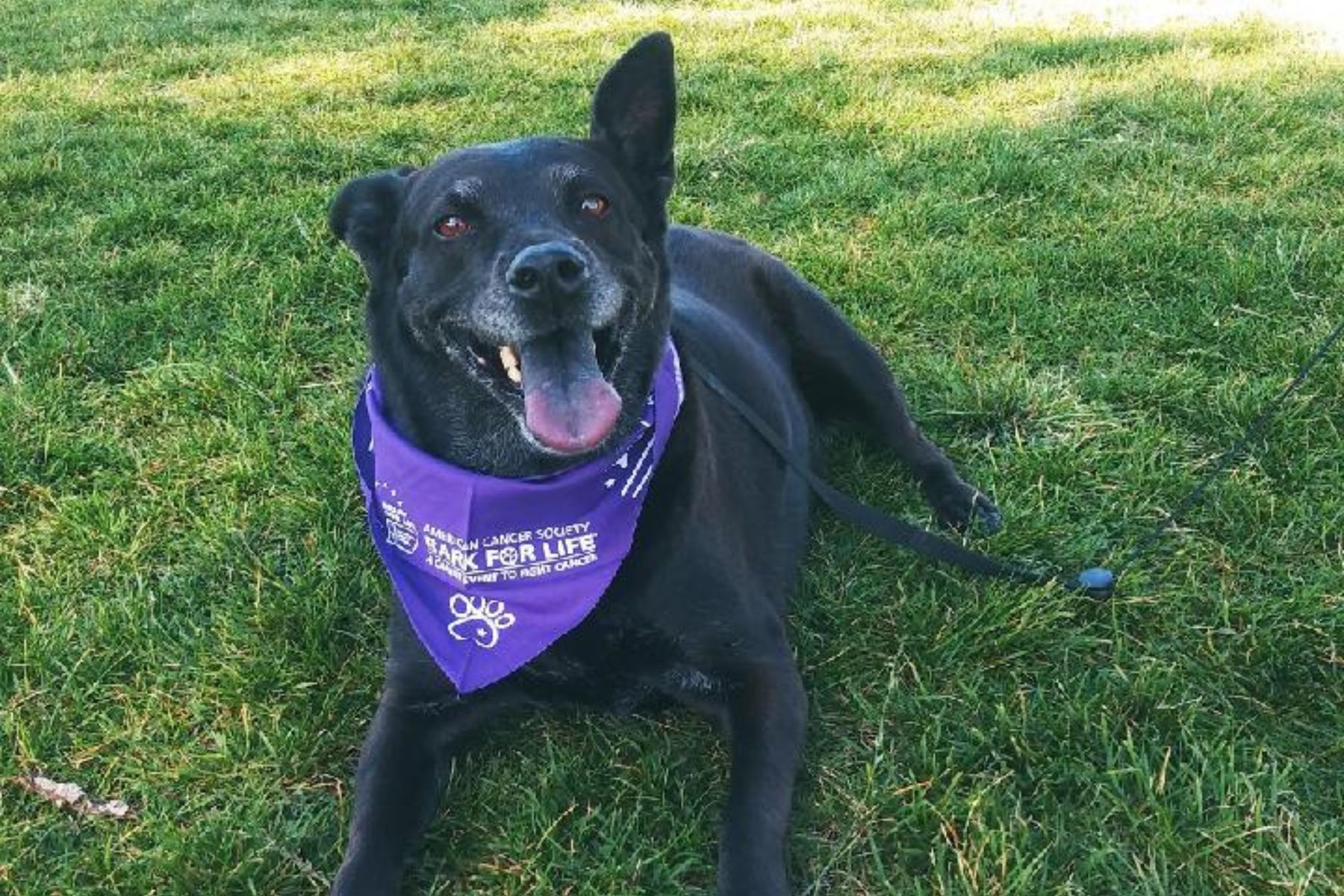 Black dog wearing purple bark for life bandana 